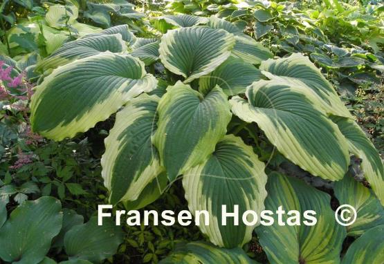 Hosta Bridal Falls